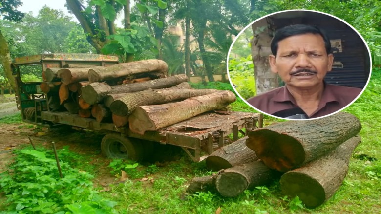 বদলগাছীতে সামাজিক বনায়নের গাছ কেটে উজাড়, অবশেষে কয়েকটি গাছের
